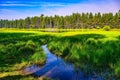 Marsh area with nice clear water and long grass and a tree-lined background Royalty Free Stock Photo