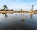 Marsh area in winter