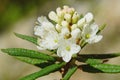 Marsh bagulnik bloomed, the smell intoxicated my head