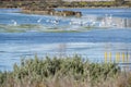 Marsh birds in Puerto Real, Cadiz, Spain