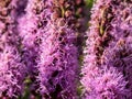 Marsh blazingstar (Liatris spicata) blooming with pink flowers in the garden Royalty Free Stock Photo