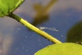 Marsh Bluet Damselfly Female  706468 Royalty Free Stock Photo