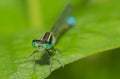 Marsh Bluetail damsefly Royalty Free Stock Photo