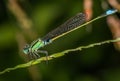 Marsh Bluetail Damselfly Royalty Free Stock Photo