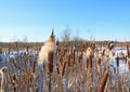 Marsh bulrush