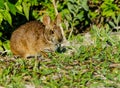 Marsh Bunny Rabbit Having Breakfast