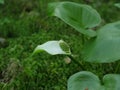 Marsh calla blooming