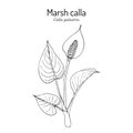 Marsh calla or water-arum Calla palustris , poisonous and medicinal plant