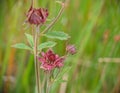 Marsh Cinquefoil aka Potentilla palustris.