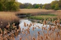 Marsh Colors Royalty Free Stock Photo