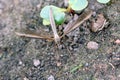 The marsh crane fly Tipula oleracea from family Tipulidae. It is pest in soil of many crops. Royalty Free Stock Photo