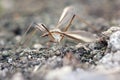 The marsh crane fly Tipula oleracea from family Tipulidae. It is pest in soil of many crops. Royalty Free Stock Photo