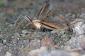 The marsh crane fly Tipula oleracea from family Tipulidae. It is pest in soil of many crops. Royalty Free Stock Photo