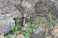 The marsh crane fly Tipula oleracea from family Tipulidae. It is pest in soil of many crops. Royalty Free Stock Photo