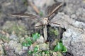 The marsh crane fly Tipula oleracea from family Tipulidae. It is pest in soil of many crops. Royalty Free Stock Photo