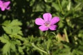 `Marsh Cranesbill` flower - Geranium Palustre