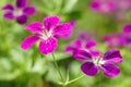 Marsh Cranesbill flowers Royalty Free Stock Photo