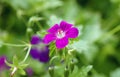 Marsh Cranesbill flowers Royalty Free Stock Photo