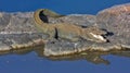 Marsh crocodile