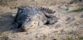 Marsh Crocodile Royalty Free Stock Photo