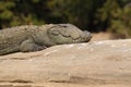Marsh Crocodile Closeup Royalty Free Stock Photo