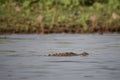 Marsh Crocodile - Crocodylus palustris, large iconic lizard from South Asian swamps, marshes and lakes