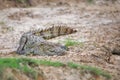 Marsh Crocodile - Crocodylus palustris, Sri Lanka Royalty Free Stock Photo