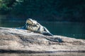 Marsh crocodile in its natural habitat with its mouth wide open and showing teeth. Royalty Free Stock Photo