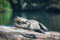 Marsh crocodile in its natural habitat with its mouth wide open and showing teeth. Royalty Free Stock Photo
