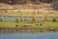 Marsh crocodile or mugger crocodile or broad snouted crocodile basking near lake water at ranthambore national park Royalty Free Stock Photo