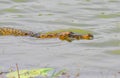 Marsh crocodile Royalty Free Stock Photo