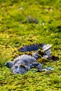 Marsh crocodile waiting in a shallow pond