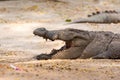 Marsh Crocodiles opening big mouth at nature reserve area in the Nehru Zoological Park, Hyderabad, India