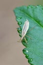 Marsh Damsel Bug, Nabis limbatus Royalty Free Stock Photo