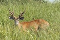 Marsh deer adult male with horns, grazing in green field with tall grass Royalty Free Stock Photo