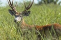 Marsh deer adult male with horns, grazing in green field with tall grass Royalty Free Stock Photo