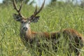 Marsh deer adult male with horns, grazing in green field with tall grass Royalty Free Stock Photo