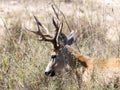 Marsh Deer (Blastocerus dichotomus) Eating Vegetation in Brazil Royalty Free Stock Photo