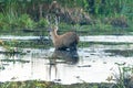 Marsh deer Royalty Free Stock Photo