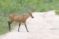 Marsh Deer  female Royalty Free Stock Photo