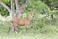 Marsh Deer female in forest Royalty Free Stock Photo
