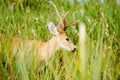 Marsh deer, Ibera, Argentina. Royalty Free Stock Photo