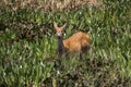 Marsh deer in the swamp, Pantanal, Brazil Royalty Free Stock Photo