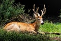 Marsh Deer with Velvet Antlers