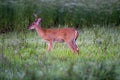 Marsh deer (Blastocerus dichotomus) in a field