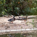 Marsh ducks by the lake