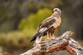 Marsh eagle watches from its perch in the forest Royalty Free Stock Photo