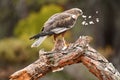 Marsh eagle watches from its perch in the forest Royalty Free Stock Photo