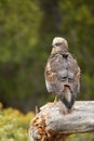 Marsh eagle watches from its perch in the forest Royalty Free Stock Photo