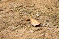 Marsh fiddler crab, Indonesia